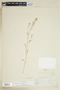 Rorippa sylvestris (L.) Besser, U.S.A., N. V. Haynie 3579, F