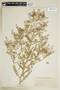 Rorippa palustris (L.) Besser, U.S.A., T. F. Lucy 5210, F