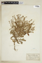 Rorippa palustris (L.) Besser, U.S.A., R. R. Dreisbach 2-137, F