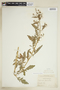 Rorippa palustris (L.) Besser, U.S.A., Fr. G. Arsène, F