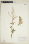 Rorippa palustris (L.) Besser, U.S.A., P. O. Schallert 1929, F