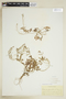Rorippa palustris (L.) Besser, U.S.A., J. P. Standley 32, F