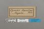 124894 Cyrestis camillus labels IN