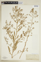 Rorippa palustris (L.) Besser, U.S.A., H. N. Patterson, F