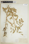 Rorippa palustris (L.) Besser, U.S.A., S. H. Camp, F