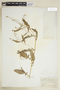 Rorippa palustris (L.) Besser, U.S.A., E. E. Sherff, F