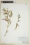 Rorippa palustris (L.) Besser, U.S.A., J. F. Holton, F