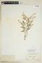 Rorippa palustris (L.) Besser, U.S.A., J. Hall, F