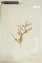 Rorippa palustris (L.) Besser, Canada, H. H. Donaldson, F