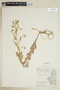Rorippa palustris (L.) Besser, U.S.A., T. G. Hartley 800, F
