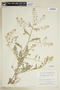 Rorippa palustris (L.) Besser, Canada, W. J. Cody 7335, F