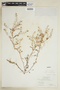 Rorippa palustris (L.) Besser, U.S.A., F. J. Hermann 7221, F
