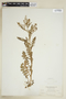 Rorippa palustris (L.) Besser, U.S.A., 1856, F