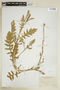 Rorippa palustris (L.) Besser, U.S.A., F. H. Lamb 1221, F