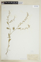 Rorippa palustris (L.) Besser, U.S.A., J. H. Oyster 478, F