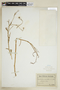 Rorippa palustris (L.) Besser, U.S.A., H. K. D. Eggert, F