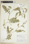 Rorippa palustris (L.) Besser, U.S.A., J. R. Rastorfer 555.1, F