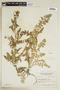 Rorippa palustris subsp. hispida (Desv.) Jonsell, Canada, Frère Marie-Victorin 49 341, F