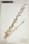 Rorippa palustris subsp. hispida (Desv.) Jonsell, U.S.A., E. Hunt, F