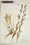 Rorippa palustris subsp. hispida (Desv.) Jonsell, U.S.A., J. R. Heddle 396, F