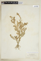 Rorippa palustris subsp. hispida (Desv.) Jonsell, U.S.A., C. F. Millspaugh, F