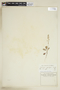 Rorippa sessiliflora (Nutt.) Hitchc., U.S.A., T. J. Hale, F