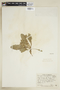Rorippa sessiliflora (Nutt.) Hitchc., U.S.A., J. A. Steyermark 21283, F