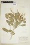 Rorippa sessiliflora (Nutt.) Hitchc., U.S.A., J. A. Steyermark 6673, F