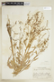 Rorippa sessiliflora (Nutt.) Hitchc., U.S.A., J. A. Steyermark 22349, F