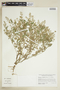 Rorippa sessiliflora (Nutt.) Hitchc., U.S.A., T. G. Lammers 10574, F