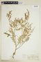 Rorippa sessiliflora (Nutt.) Hitchc., U.S.A., F. E. McDonald, F