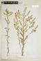 Rorippa sessiliflora (Nutt.) Hitchc., U.S.A., H. N. Patterson, F