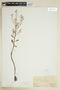 Rorippa sessiliflora (Nutt.) Hitchc., U.S.A., S. B. Mead, F