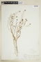 Rorippa sylvestris (L.) Besser, U.S.A., H. G. Jesup, F