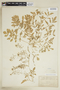 Rorippa sylvestris (L.) Besser, U.S.A., A. Brown s.n., F