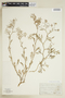 Rorippa sylvestris (L.) Besser, U.S.A., C. F. Parker, F