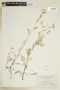Rorippa sylvestris (L.) Besser, U.S.A., J. M. Fogg 10362, F