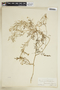 Rorippa sylvestris (L.) Besser, U.S.A., C. L. Pollard, F
