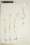 Rorippa sylvestris (L.) Besser, U.S.A., V. H. Chase 10422, F