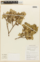 Myrcianthes coquimbensis (Barnéoud) Landrum & Grifo, Chile, F. T. Grifo 523, F