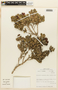 Myrcianthes coquimbensis (Barnéoud) Landrum & Grifo, Chile, M. O. Dillon 5430, F