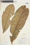 Ecclinusa lanceolata (Mart. & Eichler) Pierre, BRAZIL, F