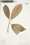 Ecclinusa lanceolata (Mart. & Eichler) Pierre, PERU, F