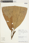 Ecclinusa lanceolata (Mart. & Eichler) Pierre, PERU, F