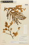 Senegalia polyphylla (DC.) Britton & Rose, BRAZIL, F
