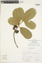 Chrysophyllum contumacense Sagást. & M. O. Dillon, Peru, A. Sagástegui A. 14851, F