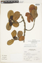 Chrysophyllum contumacense Sagást. & M. O. Dillon, Peru, A. Sagástegui A. 15280, F