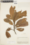 Chrysophyllum lucentifolium Cronquist, BOLIVIA, F