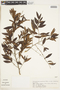 Chrysophyllum marginatum (Hook. & Arn.) Radlk., BRAZIL, F