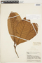 Chrysophyllum sanguinolentum subsp. balata (Ducke) T. D. Penn., VENEZUELA, F